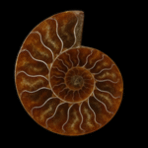 Fossils
