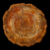 Petrified Wood